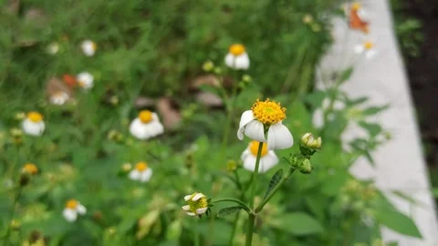 Beautiful butterfly Video stock 300423544