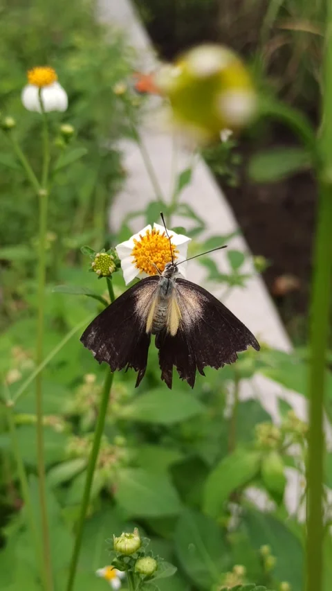 Beautiful butterfly Stock Footage 300423561