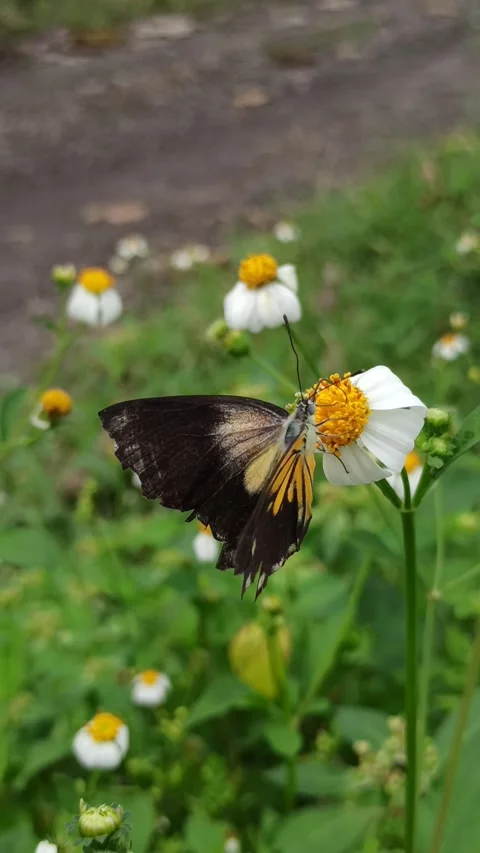Beautiful butterfly Stockbeeldmateriaal 300423600