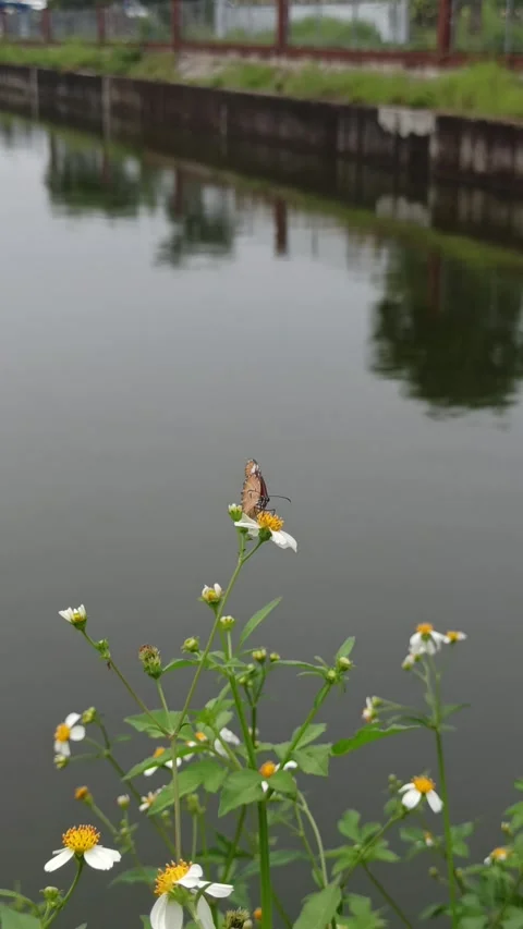 Beautiful butterfly Video stock 300424821
