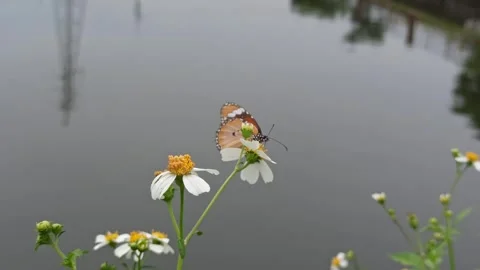 Beautiful butterfly Stock-Footage 300424831