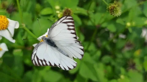 Beautiful butterfly Stock-Footage 300428989