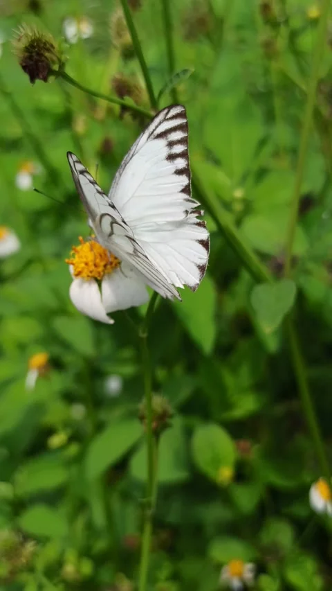 Beautiful butterfly Video stock 300428990