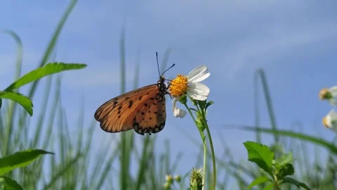 Beautiful butterfly Stock-Footage 300507371