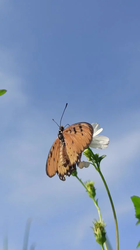 Beautiful butterfly Video stock 300507374