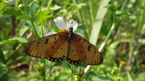 Beautiful butterfly Stock-Footage 300507398