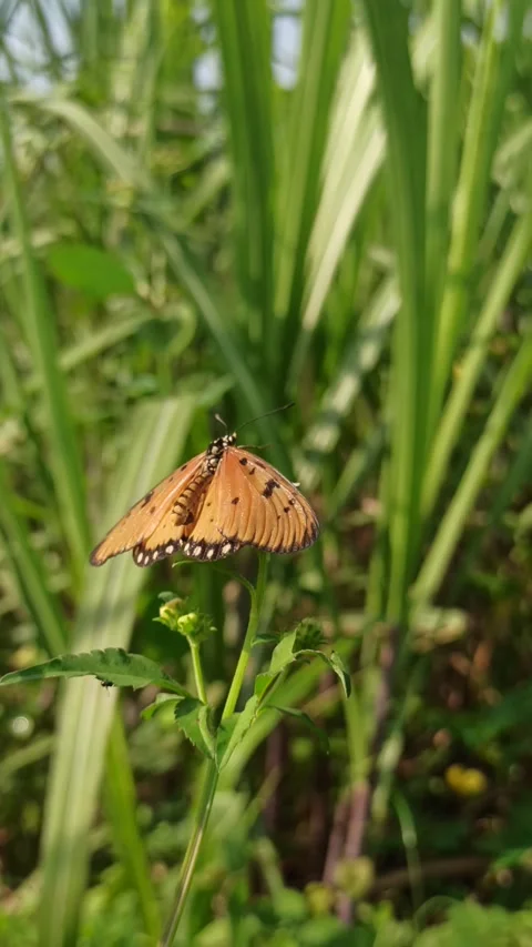 Beautiful butterfly Video stock 300507403