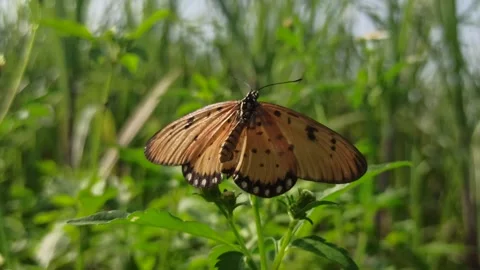 Beautiful butterfly Video stock 300507413