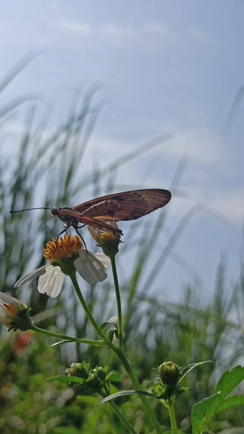 Beautiful butterfly Stock Footage 300507419
