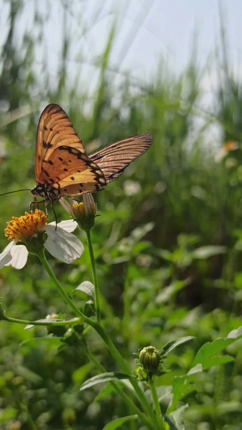Beautiful butterfly Stock Footage 300507421