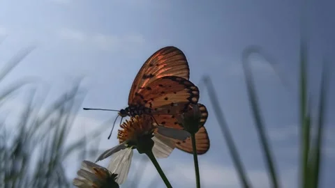 Beautiful butterfly Video stock 300507444
