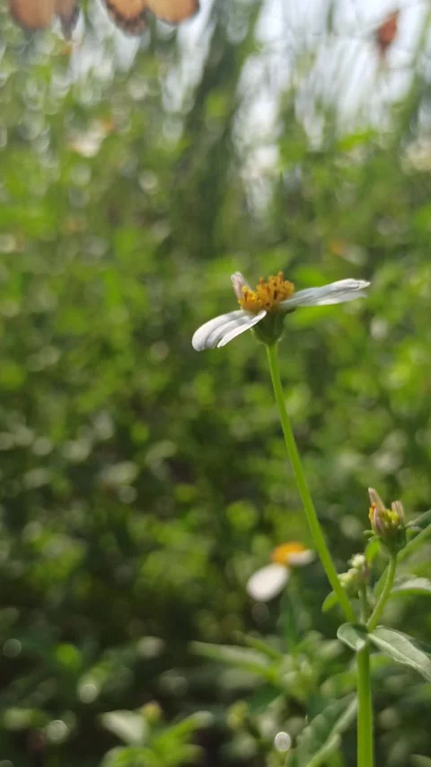 Beautiful butterfly Video stock 300507450