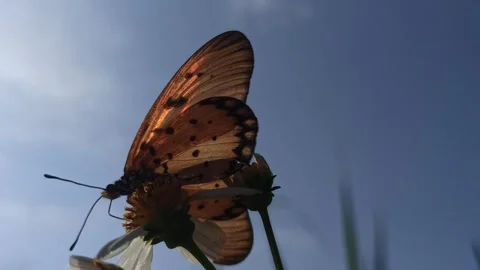 Beautiful butterfly Stock-Footage 300507452