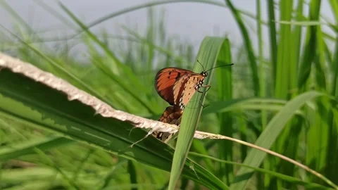 Beautiful butterfly Stockbeeldmateriaal 300507470
