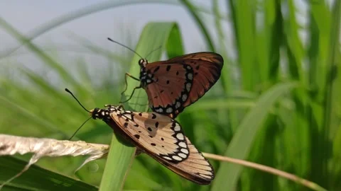 Beautiful butterfly Stock Footage 300507508