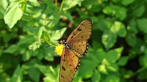 Beautiful butterfly Video stock 300507513