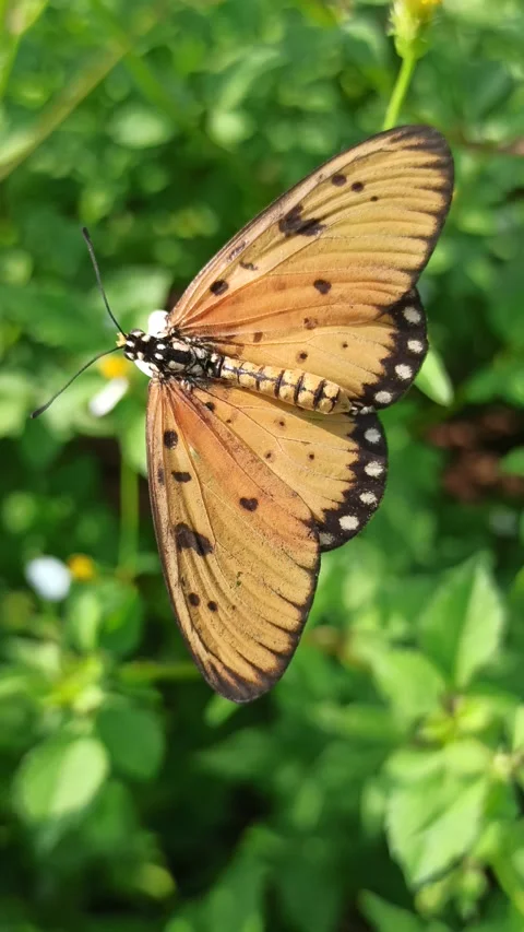 Beautiful butterfly Stock Footage 300507515