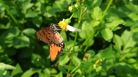 Beautiful butterfly Stock Footage 300507548