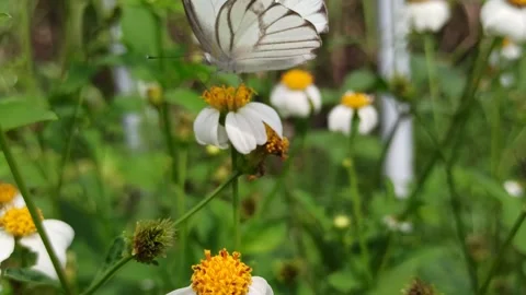 Beautiful butterfly Video stock 300507584