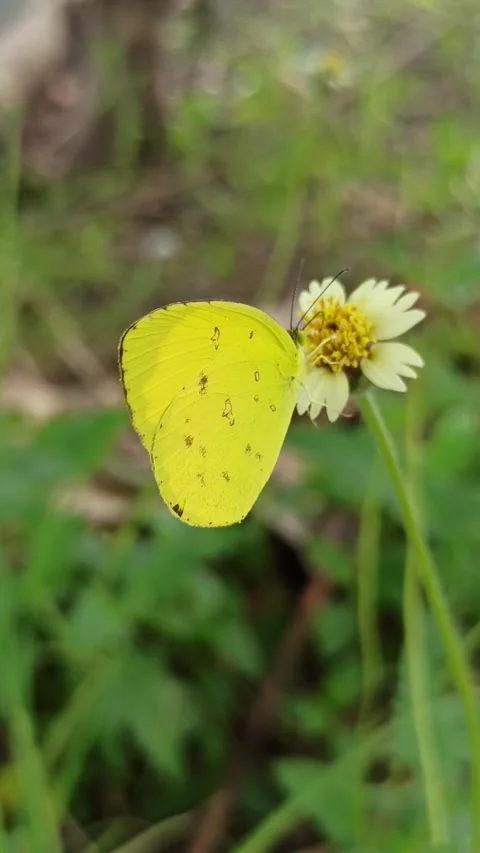Beautiful butterfly Stock Footage 300507859