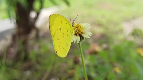 Beautiful butterfly Stock Footage 300507860