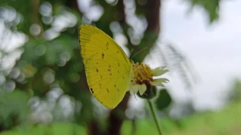 Beautiful butterfly Stock Footage 300507886