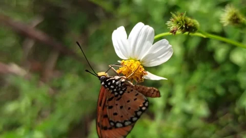 Beautiful butterfly Stock Footage 300509807
