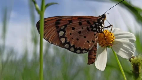 Beautiful butterfly Video stock 300509811