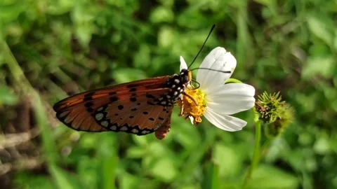 Beautiful butterfly Stock Footage 300509817