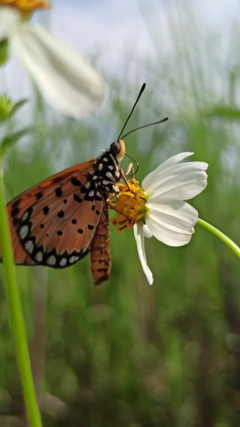 Beautiful butterfly Video stock 300509820