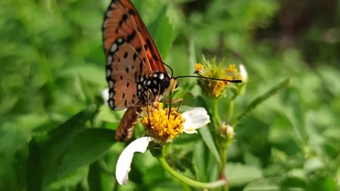 Beautiful butterfly Stock Footage 300509834