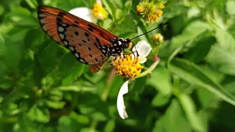 Beautiful butterfly Stock-Footage 300509844