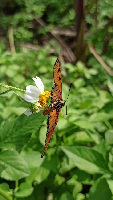 Beautiful butterfly Video stock 300509859