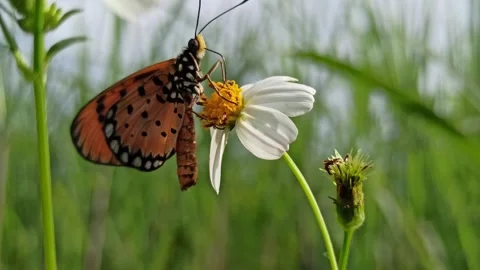 Beautiful butterfly Video stock 300510385