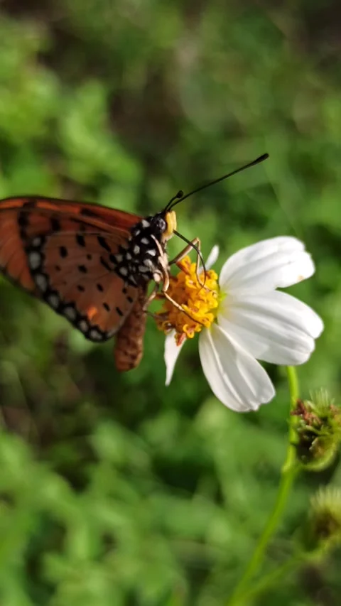 Beautiful butterfly Video stock 300510391