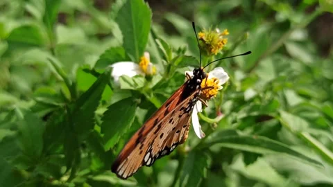 Beautiful butterfly Video stock 300510404