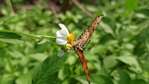 Beautiful butterfly Video stock 300510411