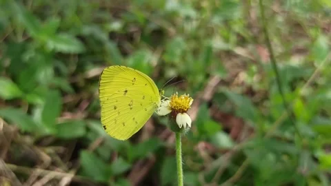 Beautiful butterfly Stock Footage 300510529