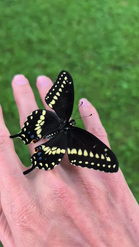 Beautiful Butterfly Stock Footage 313953664