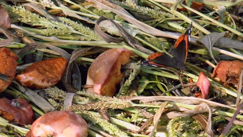 Beautiful butterfly on the grass Stock Footage 94955832