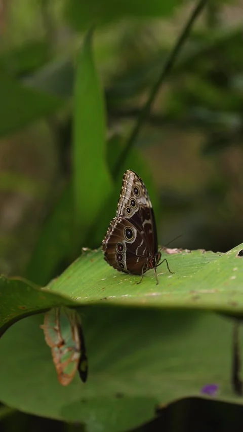 Beautiful butterfly with intricate patterns on wings rests on a green leaf Stock Footage 315117408