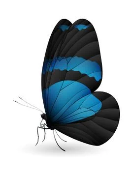 Beautiful butterfly isolated on a white background Stock Illustration