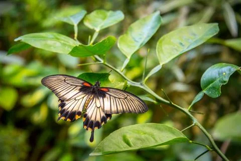 Beautiful butterfly on the leaf Stock Photos