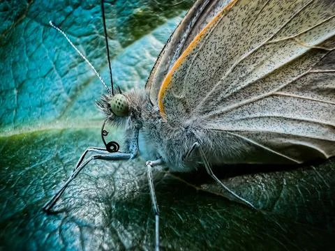 Beautiful butterfly on a leaf Stock Photos