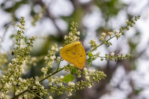 Beautiful butterfly perch in a longan tree flower Stock Photos