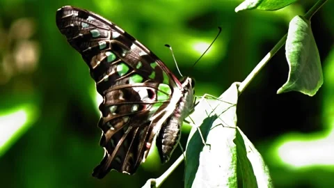 Beautiful butterfly perched on a leaf Stock Footage 304471165
