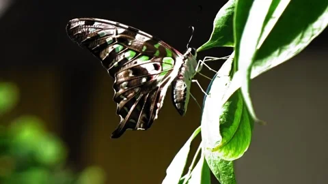 A beautiful butterfly perched on a leaf Stock Footage 304471185