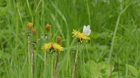 A beautiful butterfly perched on a vibrant array of wildflowers in a lush green 写真素材