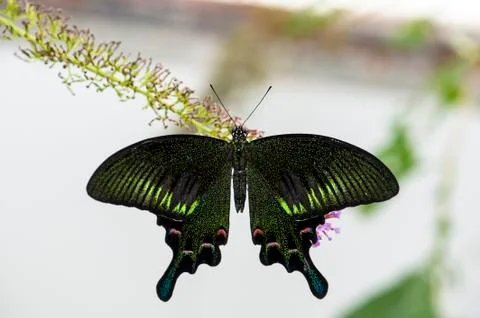 Beautiful butterfly Foto stock