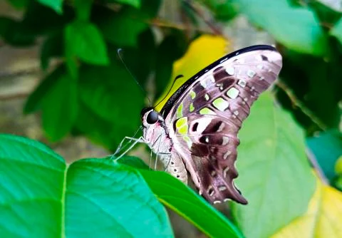 BEAUTIFUL BUTTERFLY Stock Photos